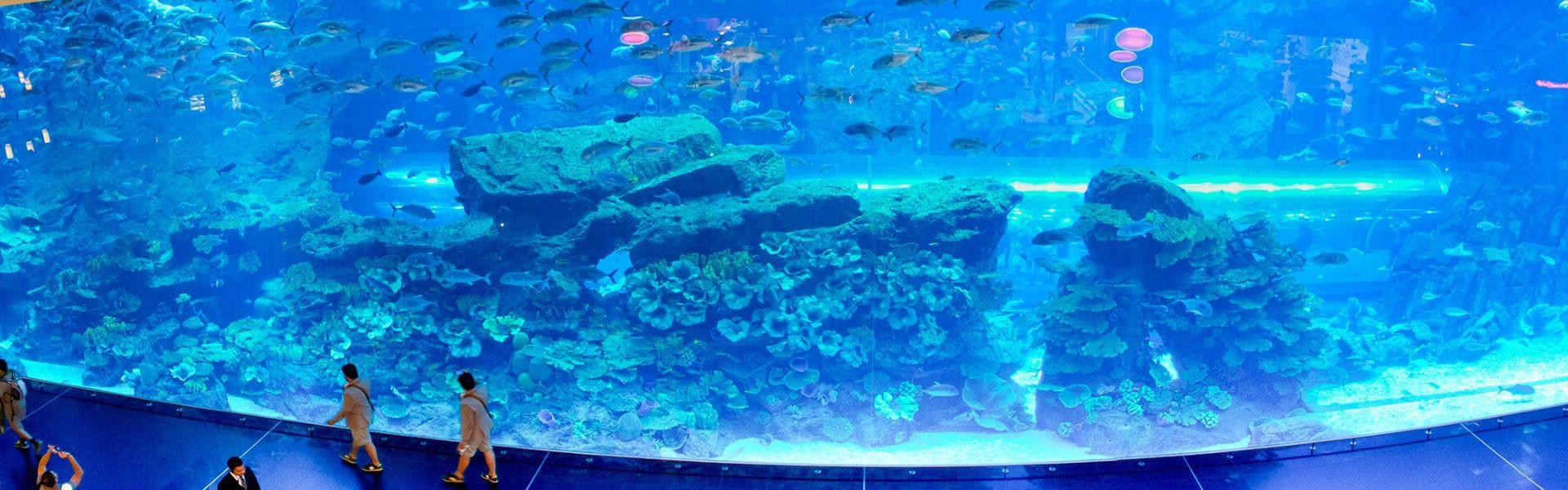 آکواریوم دبی  aquariym dubai